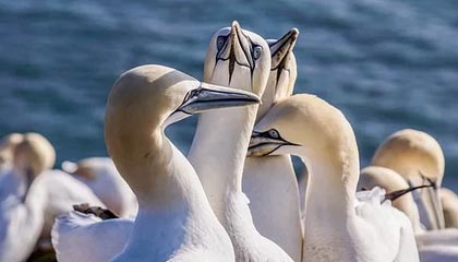 奥格斯堡取胜，继续保持稳定表现